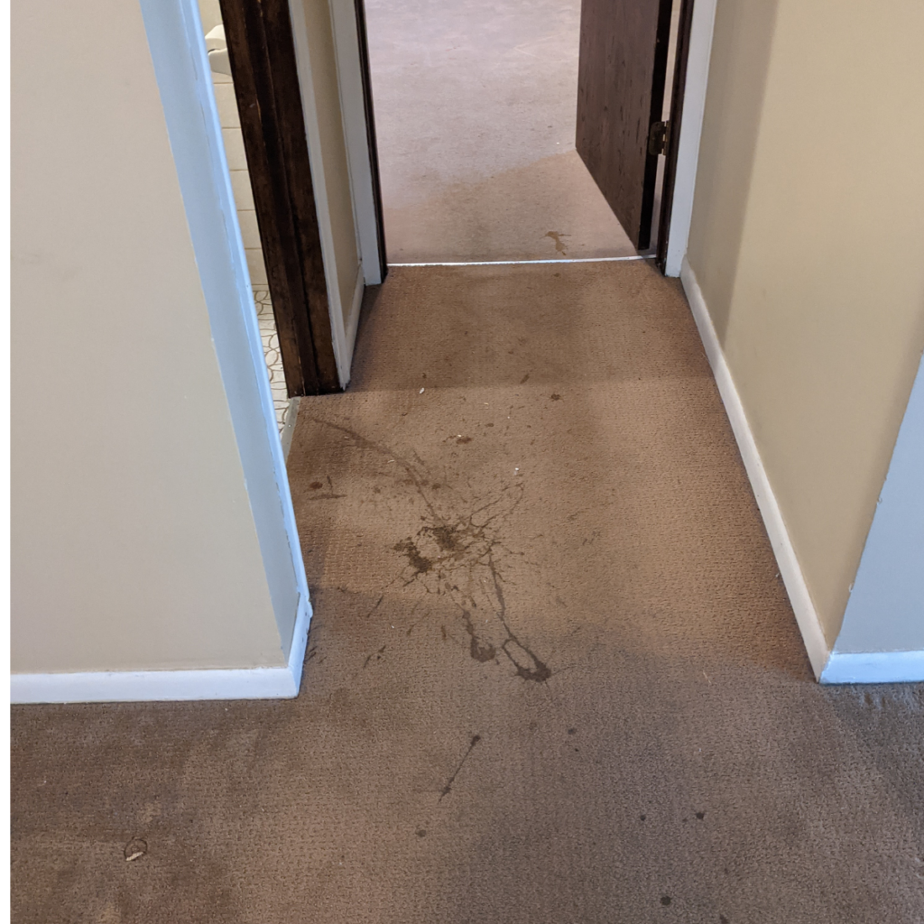 carpet cleaning befor deep cleaning by triple J cleaning of omaha