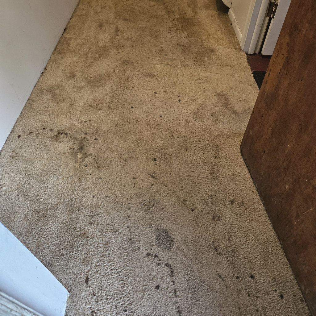 dirty hallway carpet before cleaning Omaha NE heavy stains traffic lane buildup residential carpet cleaning Omaha Nebraska