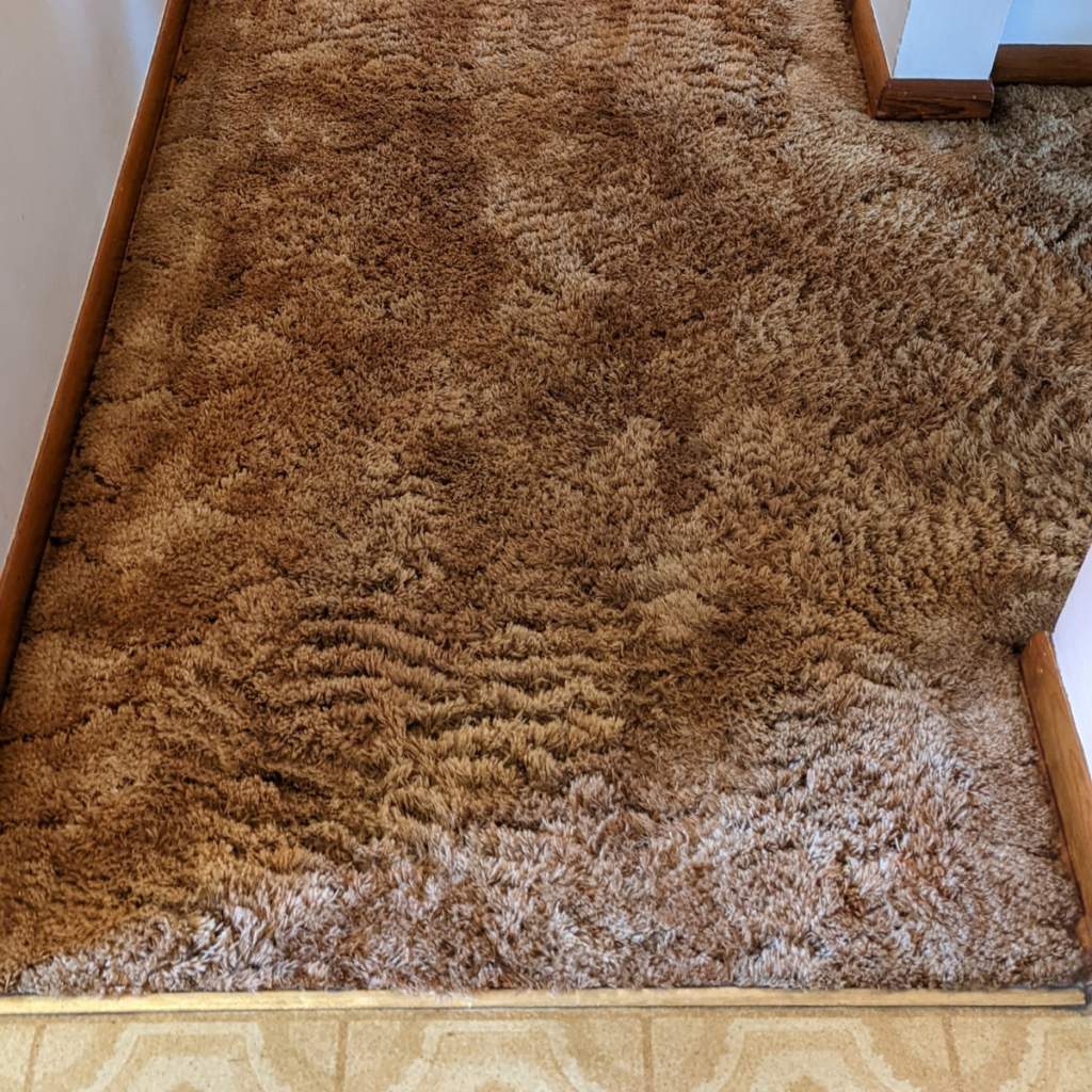 carpet restored after deep cleaning Omaha NE traffic lanes removed professional carpet cleaning Omaha Nebraska home